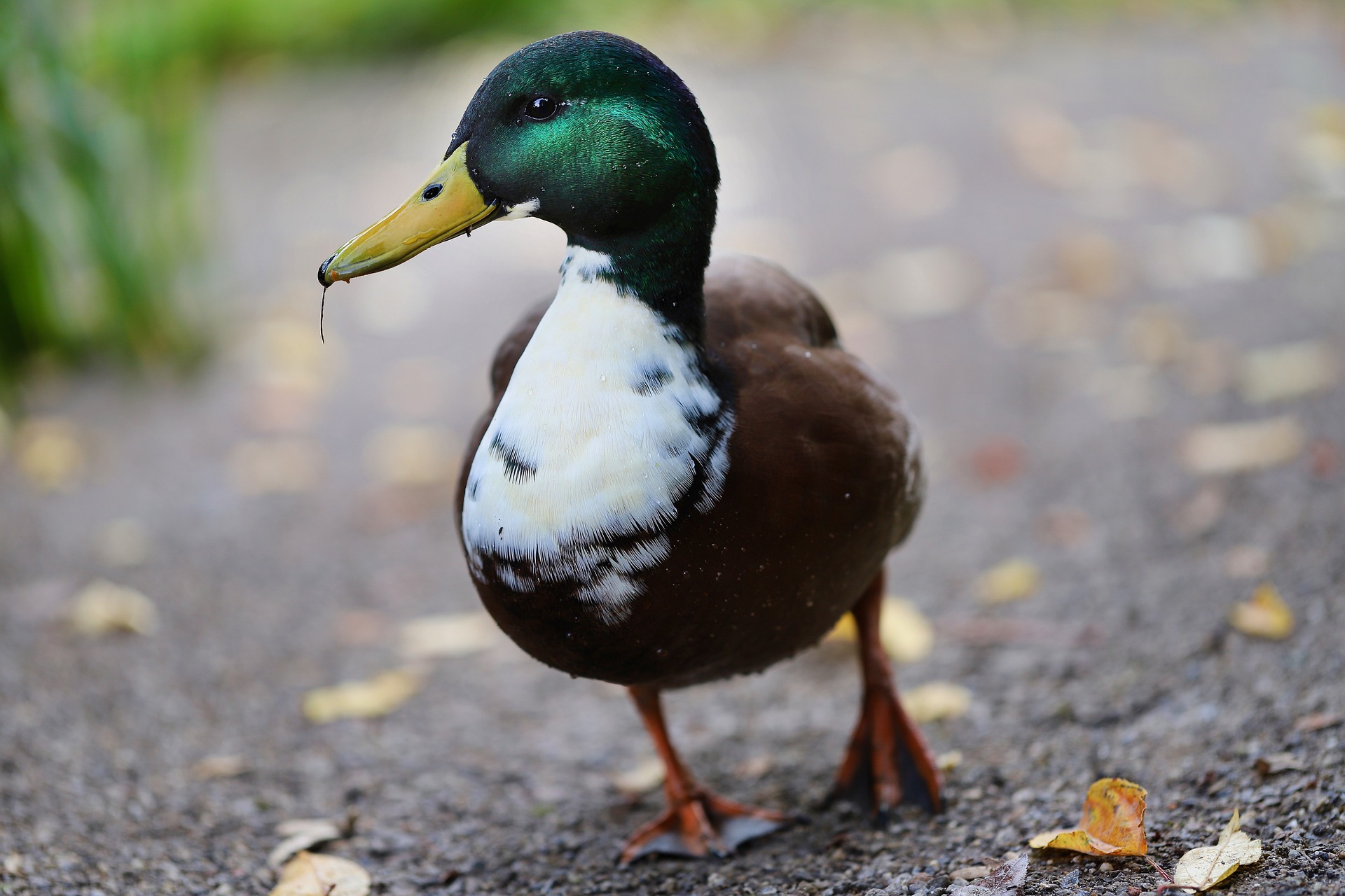 Nennieinszweidrei Erpel von Pixabay